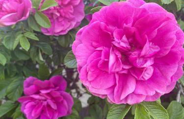 Erholung im Grünen und doch zentral - Foto 20