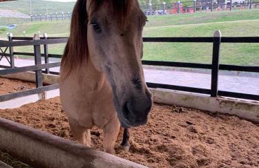 Monte Castelo Gravatá - Foto 28