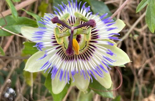 Dehesilla Olive Orchard Retreat - Foto 36