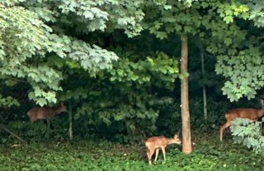 haus Plager - Foto 30