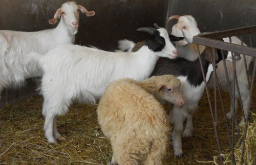 Agriturismo Marongiu - Foto 19