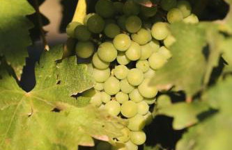 Villa Adriana SIKOVO - Foto 36