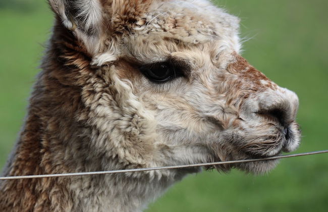 Cherry Plum Cottages - Foto 49