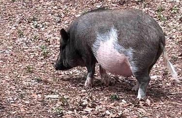 Gite Cocon entre lac et Nature - Foto 27