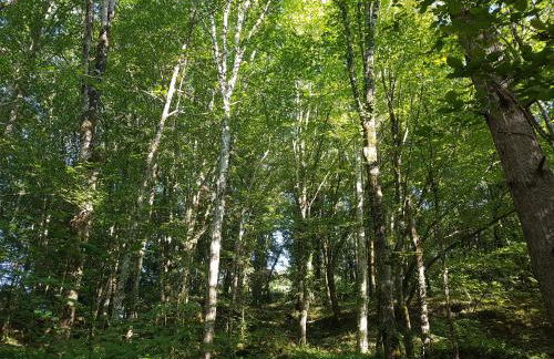 Manoir Périgord Noir/Piscine chauffée/Etang&Forêt - Photo 36
