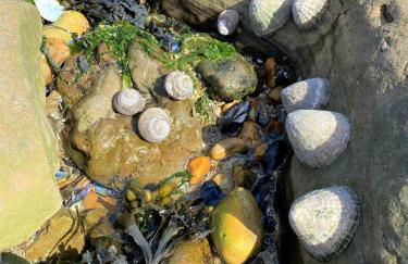 Petite Opale - Foto 29