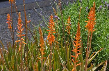 Un petit coin de paradis à Casa Bébé - Photo 49