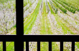 Agroturystyka Pod Jabłonią - Photo 12