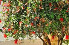 The Central Villa - Kassiopi Corfu Villas - Photo 35