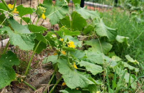 Casa Fabbrichina - Foto 61