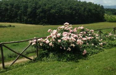 Salceta, a Tuscany Country House - Photo 18