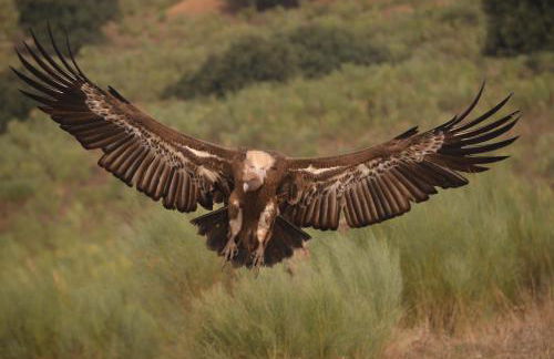 Casa rural y Habitaciones La Cañada en Monfrague Torrejon el Rubio - Foto 54