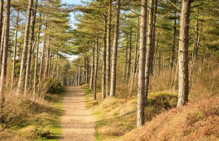 Ty Will, Parc Y Fronwen - Foto 16