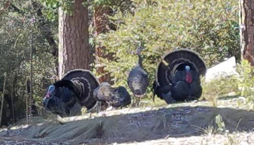 Uncle Grizz's Cabin...get intouch with nature - Foto 3