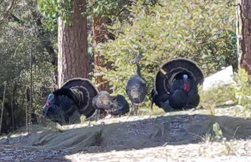 Uncle Grizz's Cabin...get intouch with nature - Foto 3