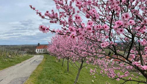 Winzerlodge, Wohnung Kirchberg - Foto 5