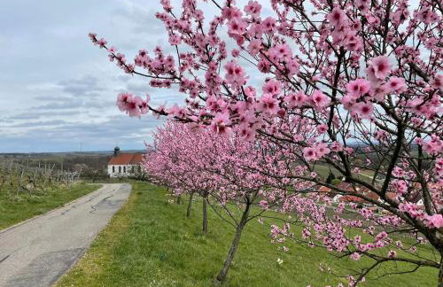 Winzerlodge, Wohnung Hatzelberg - Foto 25