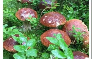 Noclegi Święta Katarzyna ,, Pod Jeleniami "prawdziwymi - Foto 44