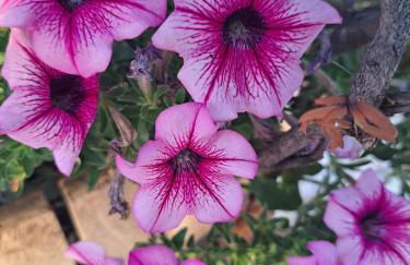 Trulli Harmonia con piscina - Alberobello - Foto 74