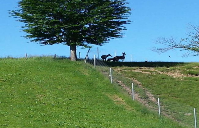 Country Charm, Bad Bayersoien - Foto 24