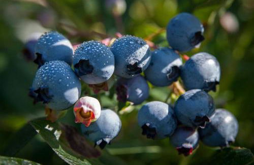 Blue Vieira Cottage - Foto 38