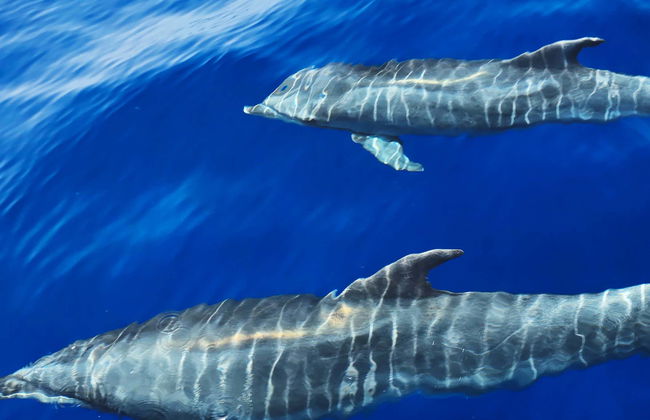 Paseo en yate con avistamiento de cetáceos - Foto 6