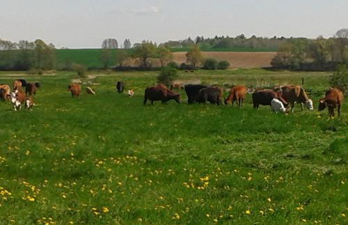 Wohnung in Zarnewanz nahe Ostsee - Foto 31