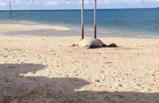 Blue Skies - Foto 43