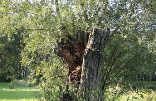 Agroturystyka Żuławiaczek - Foto 44