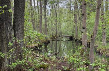 Lubuskie jezioro - Foto 18