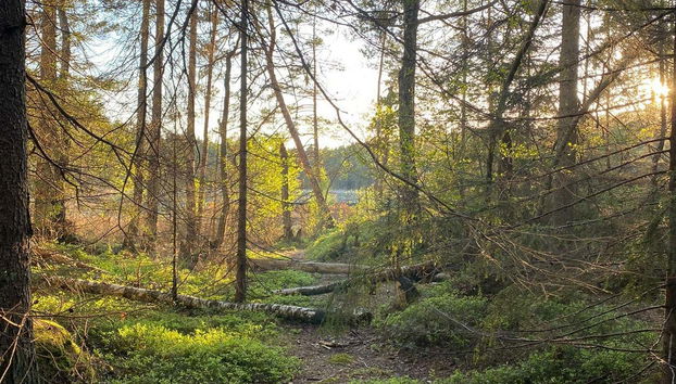 Safari dans les forêts de Stockholm - Photo 4