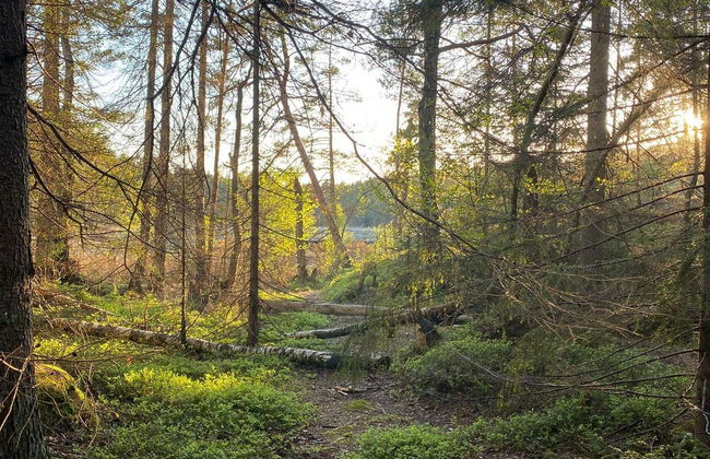 Stockholm Wildlife Safari - Foto 4