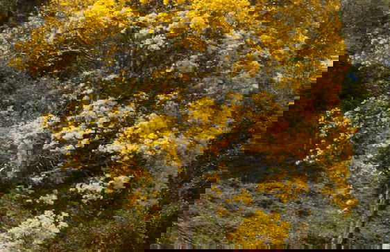 Recanto do ype - Foto 9