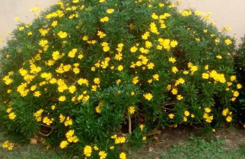 Puente Romano - Foto 31