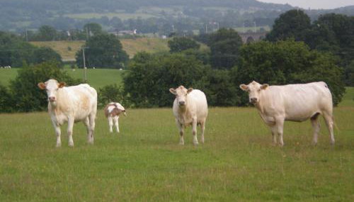 Farmhouse Cottage - Foto 5