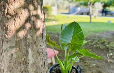 Viki Studios - Foto 18