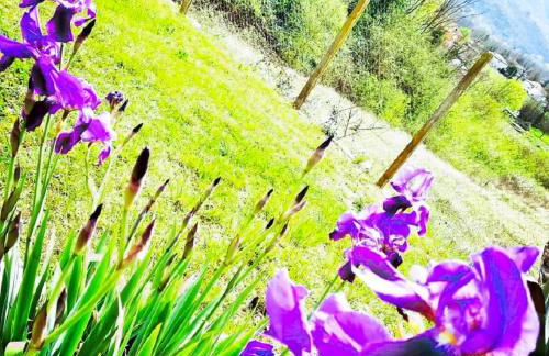 Diamante House 763 - Foto 45