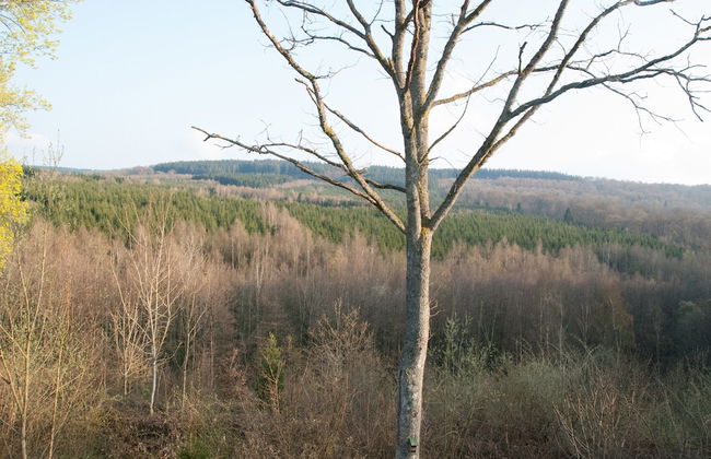 Perfect Spot on Edge of Large Woods with Hot Tub - Foto 24