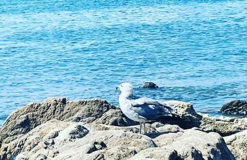 Beach House Ilaria- Smeraldo Apt - Photo 33