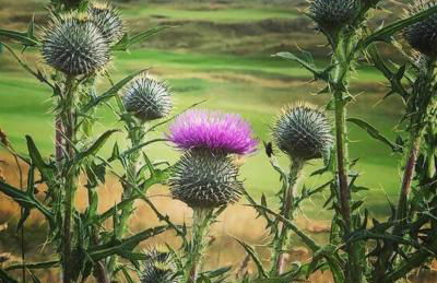 Orcadia Sutherland Road Dornoch IV25 3SX - Photo 31