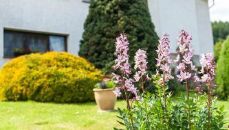 Agroturystyka Wzgórze Magnolii - Foto 3