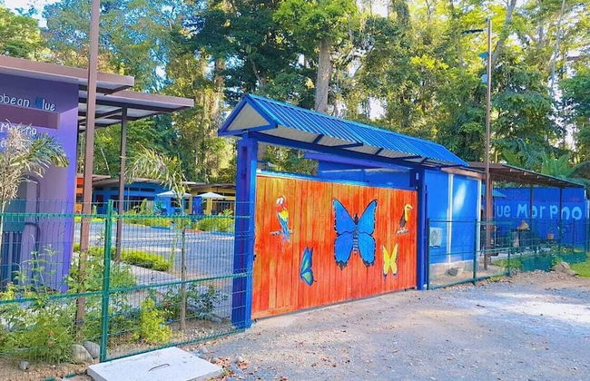 Caribbean Blue Morpho - Foto 25