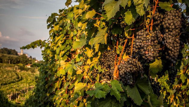 Tour privé d'une journée dans la région viticole de l'Istrie slovène au départ de Portorož/Piran - Photo 2