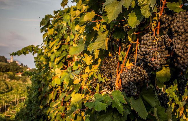 Tour privé d'une journée dans la région viticole de l'Istrie slovène au départ de Portorož/Piran - Photo 2