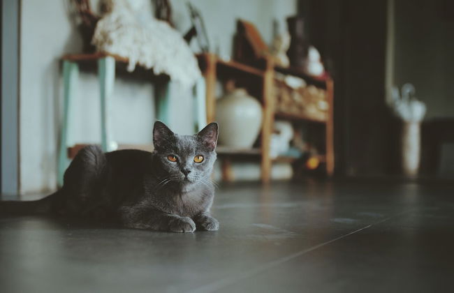 La Maison Des Delices - Foto 31