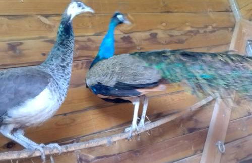 Nid du merle avec sauna et jacuzzi privatif - Foto 39