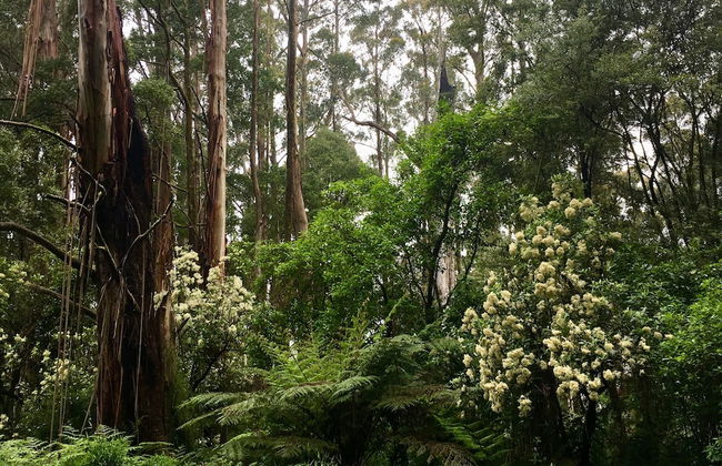 The Source Otways - Foto 23