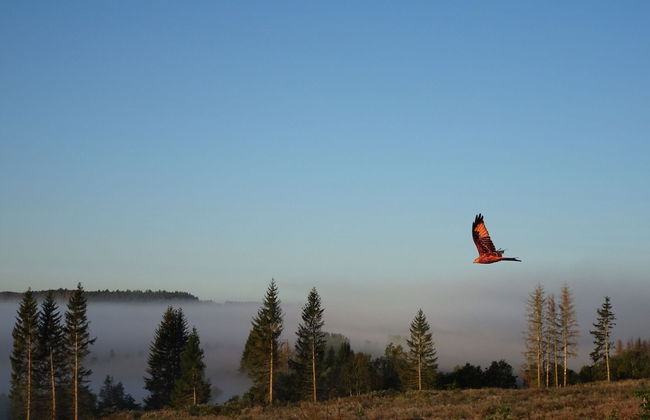 Doppelhaushaelfte in Hasselfelde - Foto 22