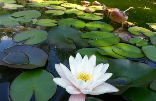 Villa Slivari - Photo 40