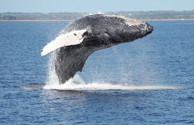 The Mauna Lani Golf S K5 3 Bedroom Condo by RedAwning - Foto 26